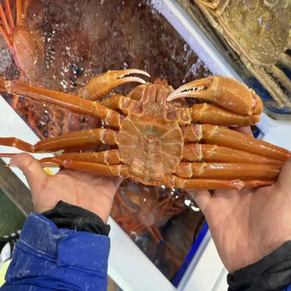 후포리 박달홍게, 4kg, 1박스