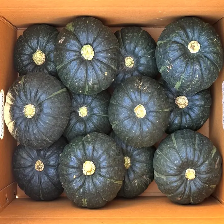 제주 미니 밤호박, 로얄과, 3kg, 1개