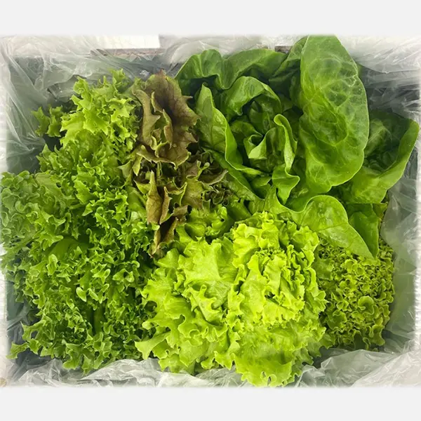 지티팜 무농약 샐러드 채소 모듬, 랜덤 3종, 1kg, 1박스