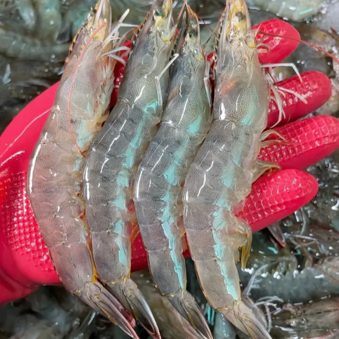 국내산 횟감 활 흰다리새우, 1kg, 1팩