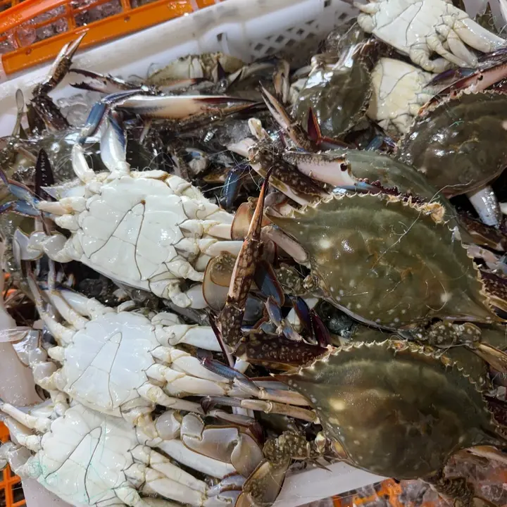 서해안 활 숫꽃게, 대짜, 1kg, 1개