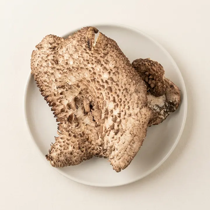 프룻프룻 건조 능이버섯, 100g, 1개