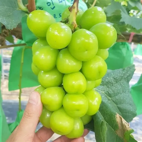 국내산 고당도 샤인머스켓, 4-6수, 2kg, 1개