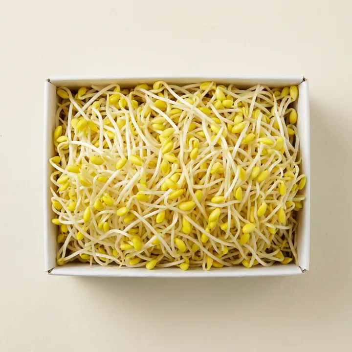 당일 수확 무농약 산소 칼륨 콩나물, 1kg, 1개