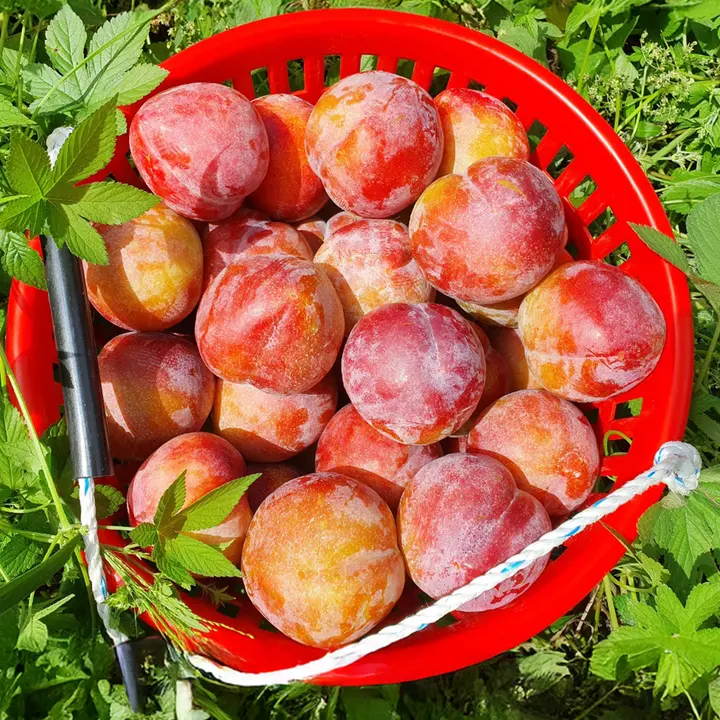 경북 자두, 개당 40g내외, 1kg, 1개