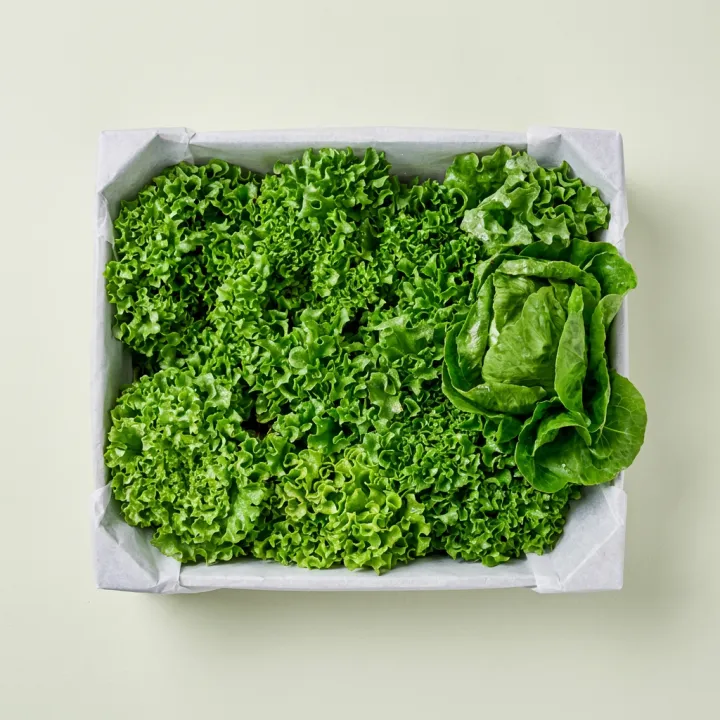 동김제농협 유러피안 샐러드, 1kg, 1박스
