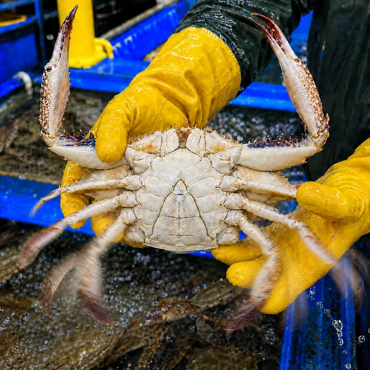 수율선별 활 숫꽃게 대짜, 3-5미 내외, 1kg, 1개