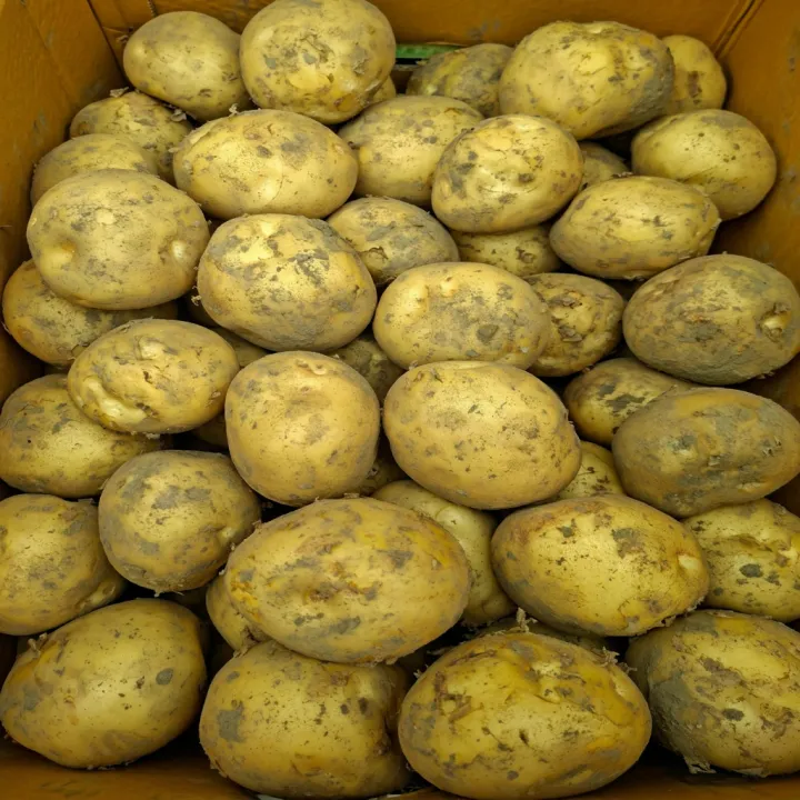 26년 햇 감자, 특, 5kg, 1박스