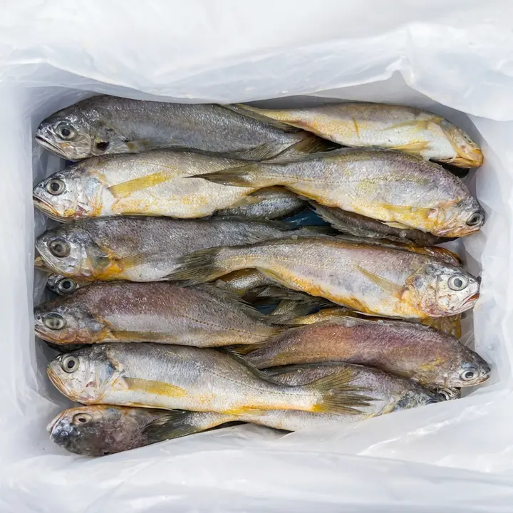 영광 급냉 생 참조기, 1.5kg 내외, 20~25미, 1박스