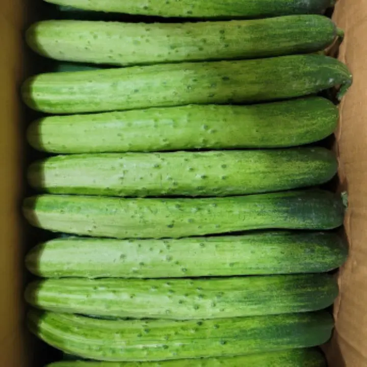 국내산 백오이 백다다기 못난이오이, 2kg, 1개
