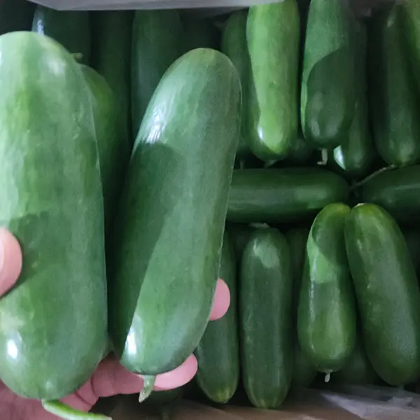 또드림마켓 미니오이, 특품, 2kg, 1박스
